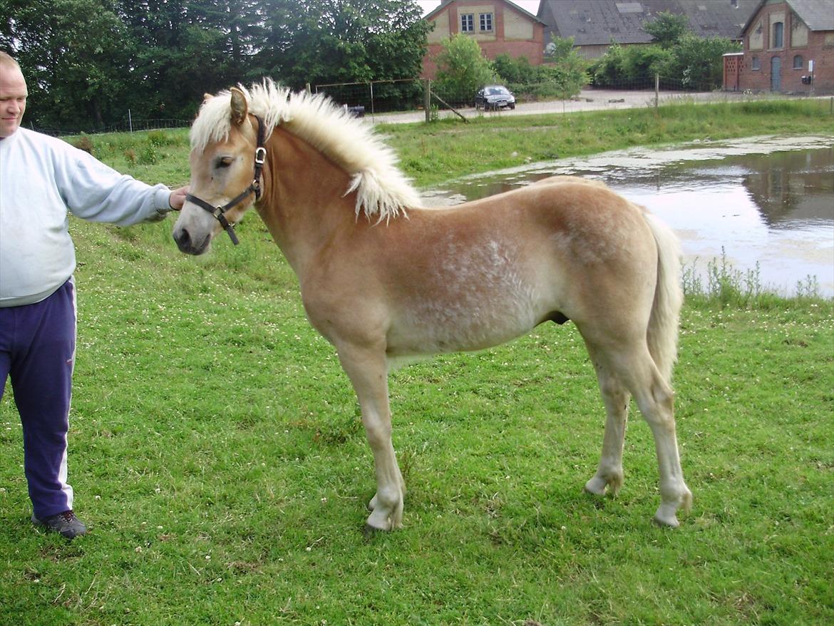 Haflinger Alf Lindegaard solgt - Alf 6mdr gammel.. billede 12