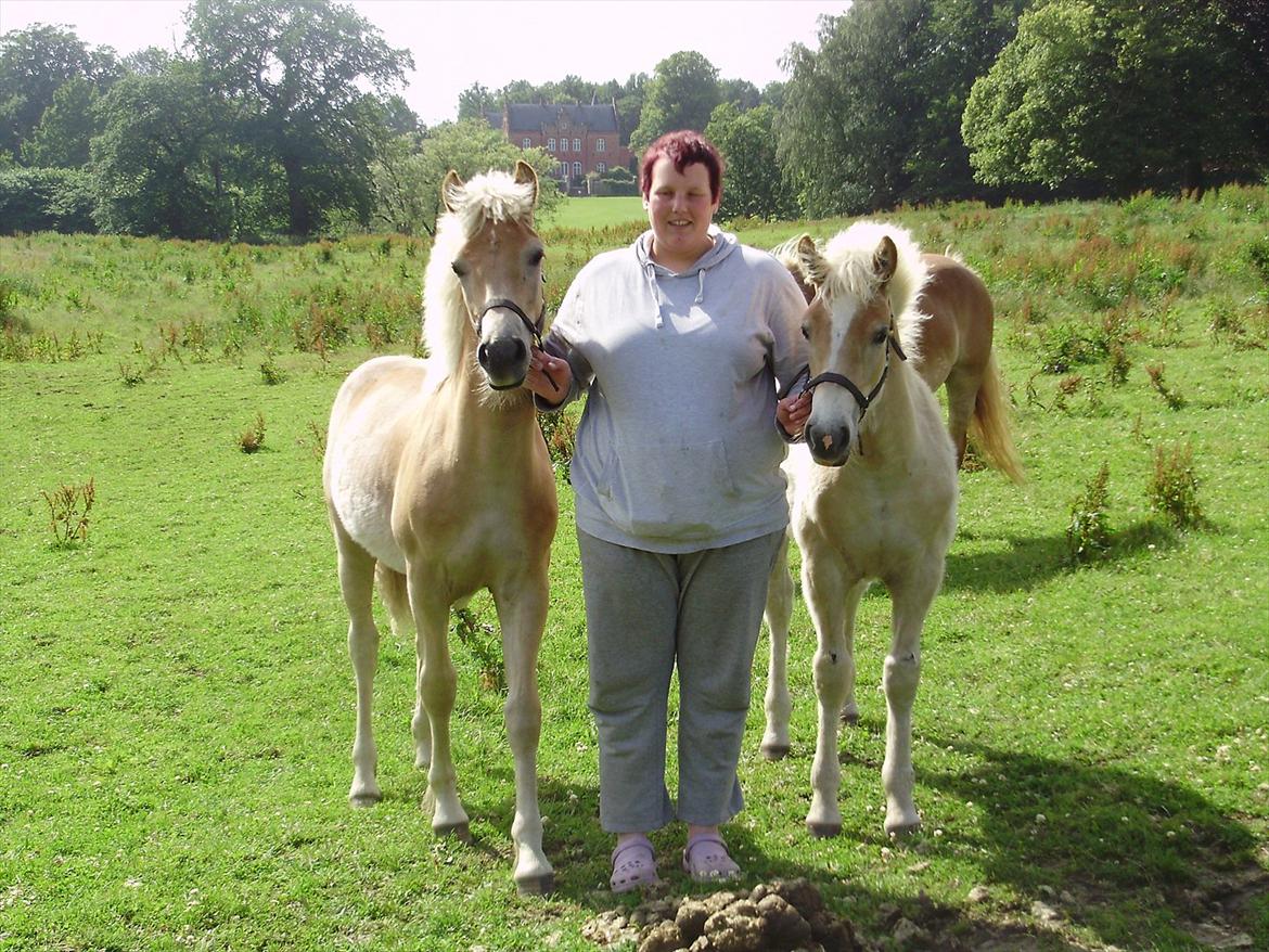 Haflinger Alf Lindegaard solgt - mine to dejlige drenge:-) billede 13