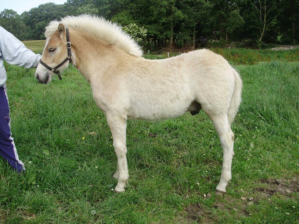 Haflinger Appell Lindegaard solgt - Appell 4.5mdr  billede 12