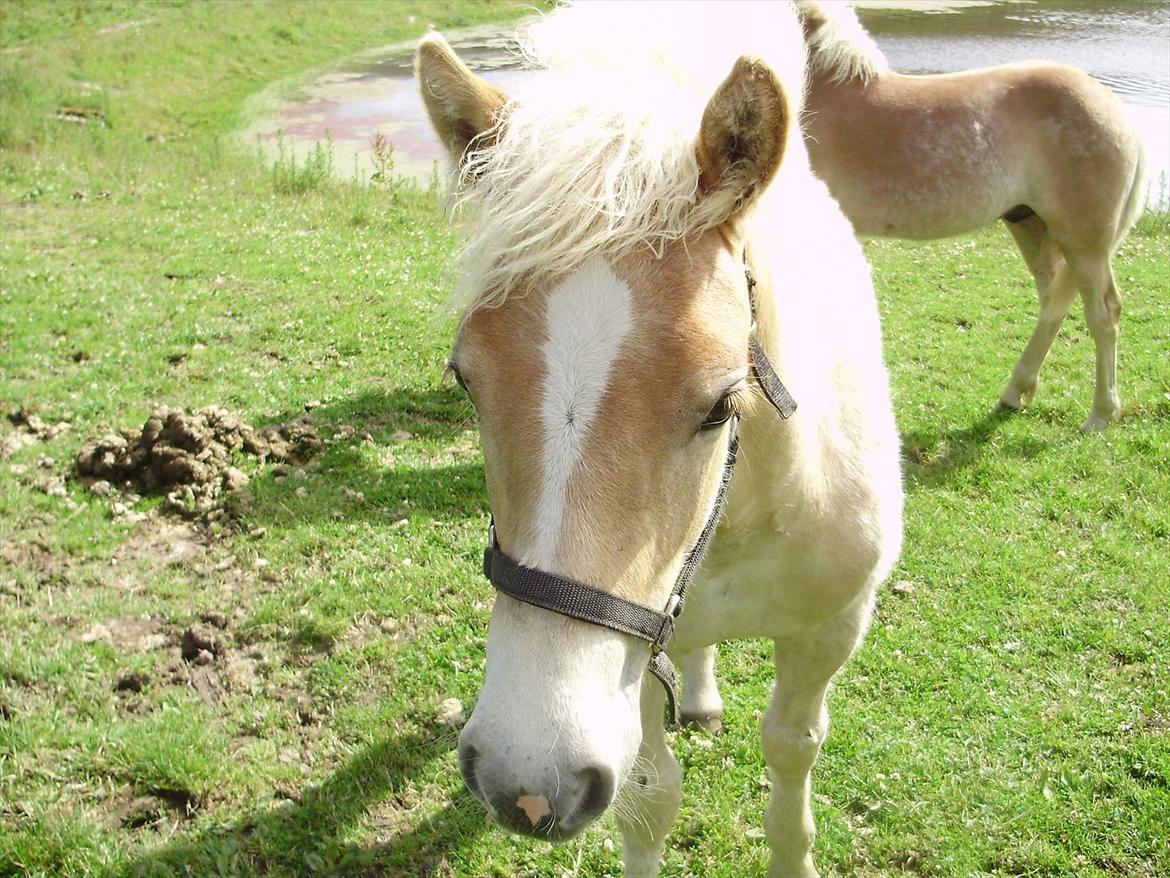 Haflinger Appell Lindegaard solgt - Appell 4,5mdr  billede 13