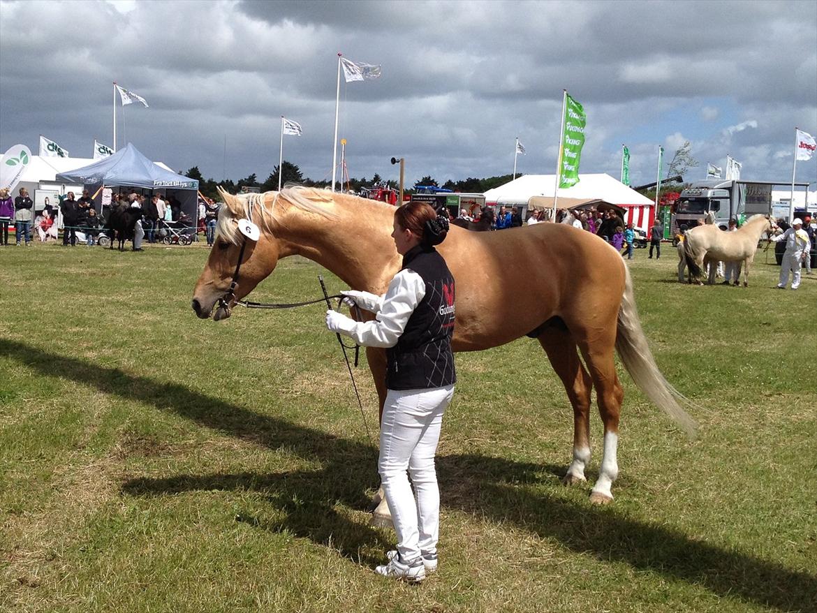 Palomino Kvolsbæk's Diamond Dream  billede 2