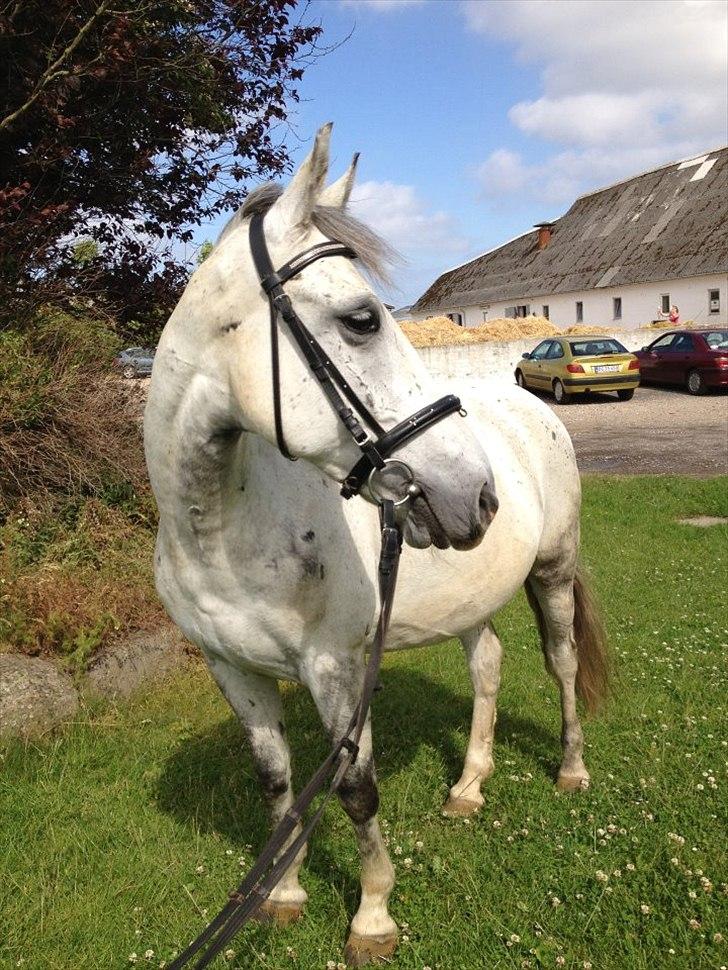 Anden særlig race Silver<3 - Min smukke pony.<3 billede 4