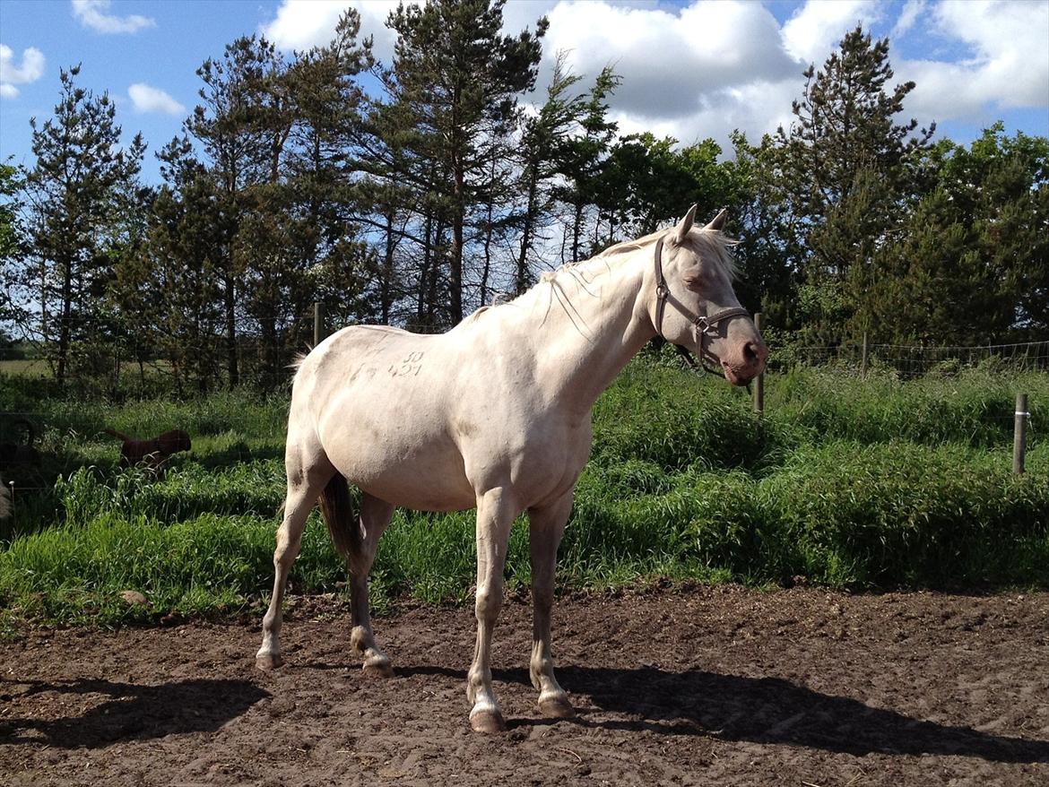 Tjekkisk Varmblod  Hana Kinska billede 3