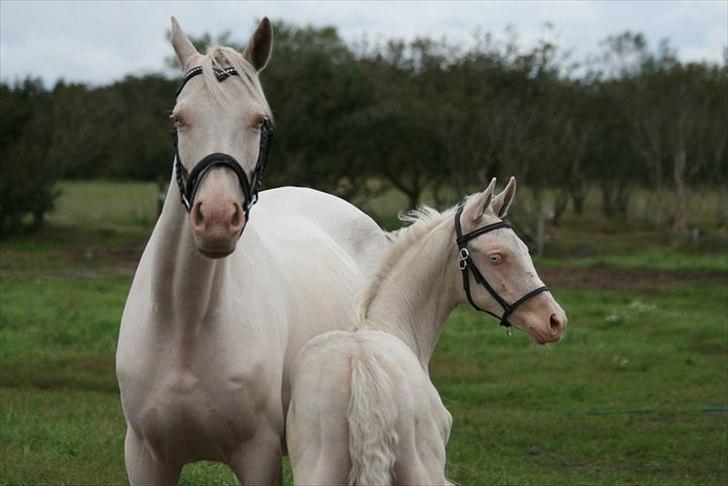 Tjekkisk Varmblod  Hana Kinska billede 1