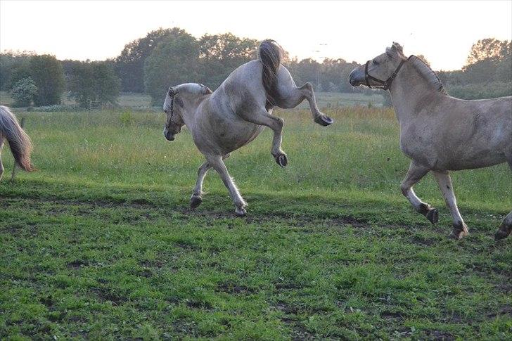 Fjordhest LOKE - Gress foto billede 12