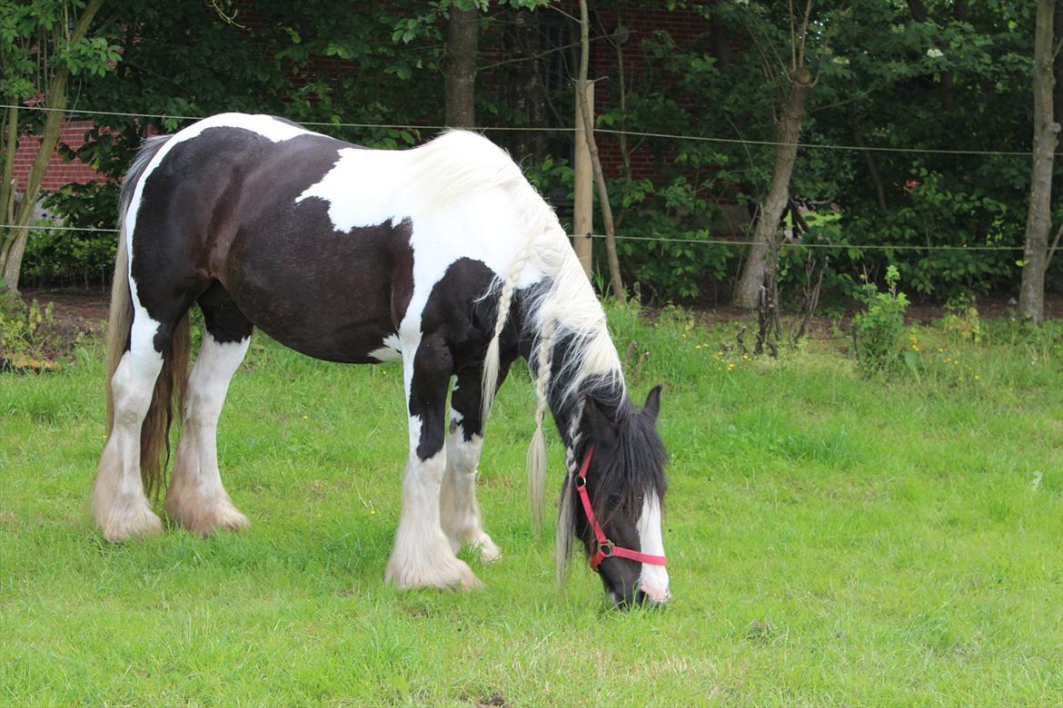 Irish Cob Shakila´s Shanti billede 2