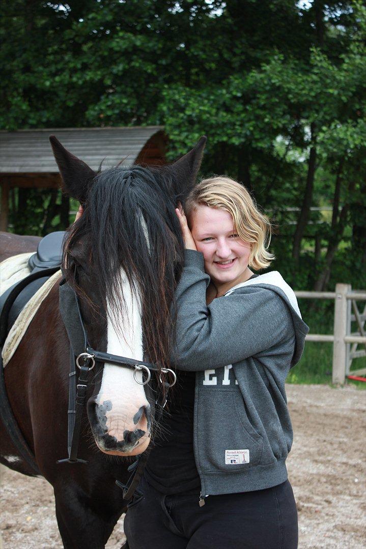 Irish Cob Lady Giga  billede 12