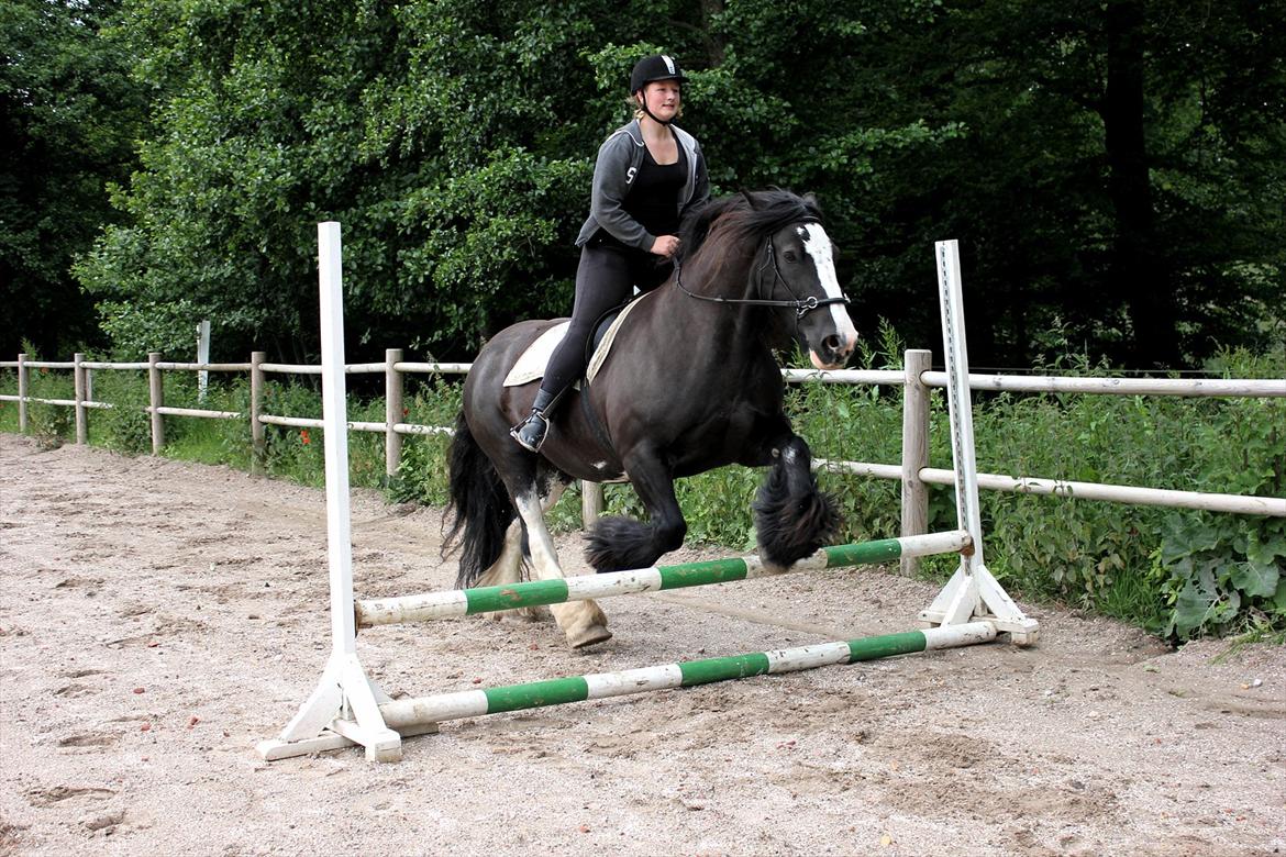 Irish Cob Lady Giga  billede 13