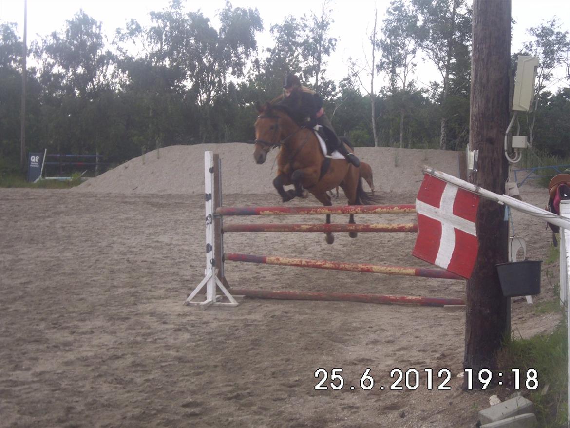 Anden særlig race Lady - 125cm på hinde den dejlige <3 <3 <3 <3 billede 15