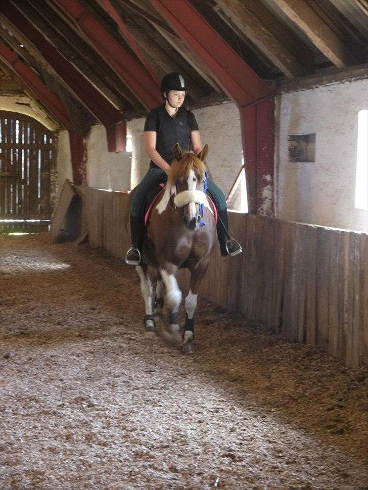 Pinto Gaya - Lidt skridt, på den smukke :) billede 3