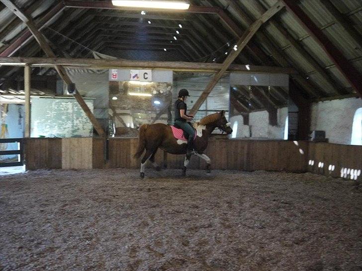 Pinto Gaya - Hun har en fin trav! :) billede 4