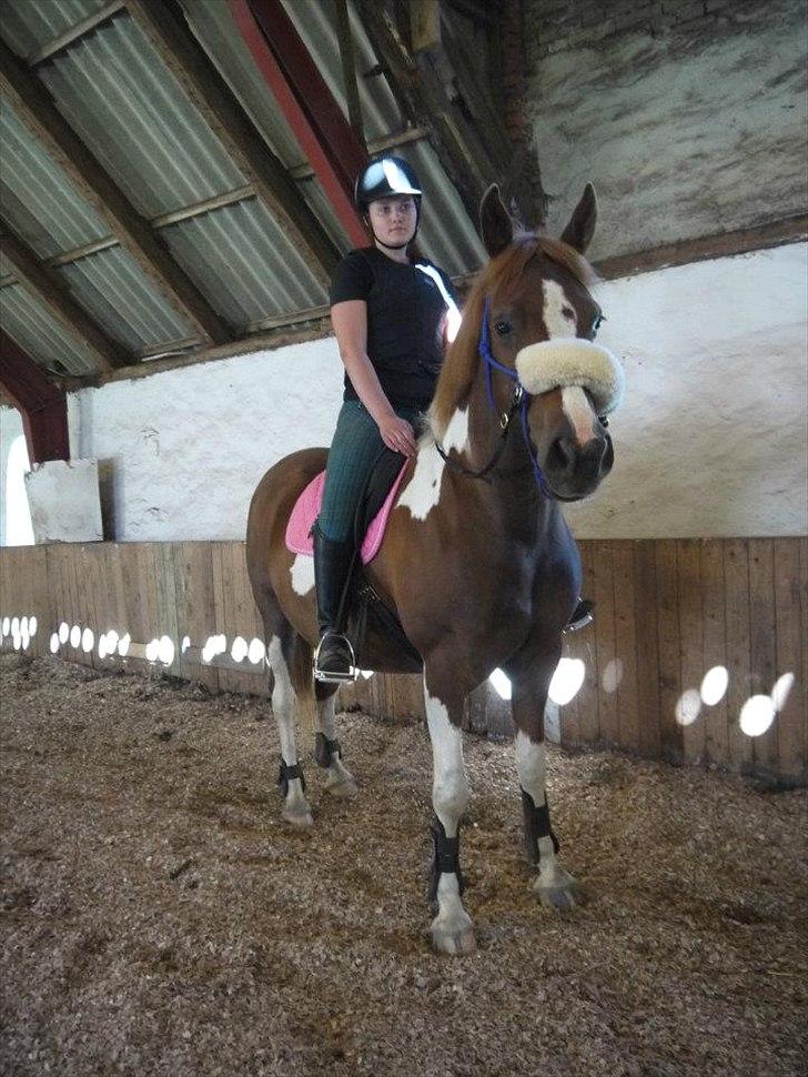 Pinto Gaya - Nyder at ride bidløs! :) billede 5