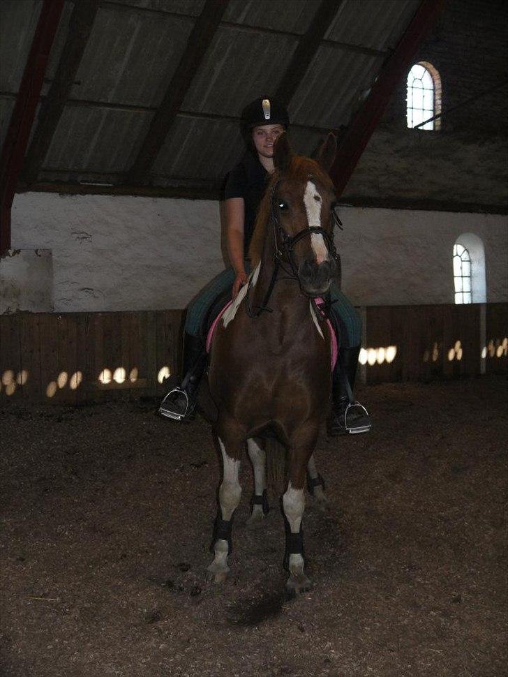 Pinto Gaya - Hygge :) billede 6