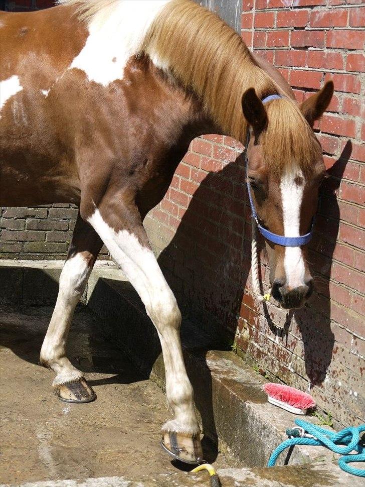 Pinto Gaya - Dejligt at få kølet benene af, på så varm en dag :) billede 7