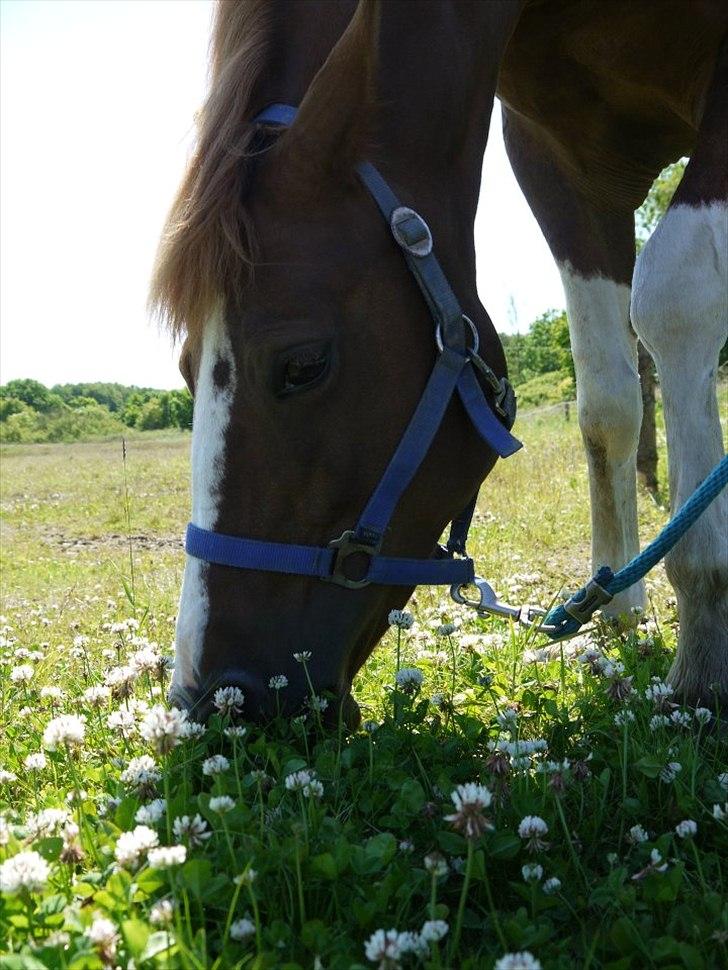 Pinto Gaya - Tykke Gaya nyder noget græs, ikke ligefrem fordi hun har brug for det :P billede 9