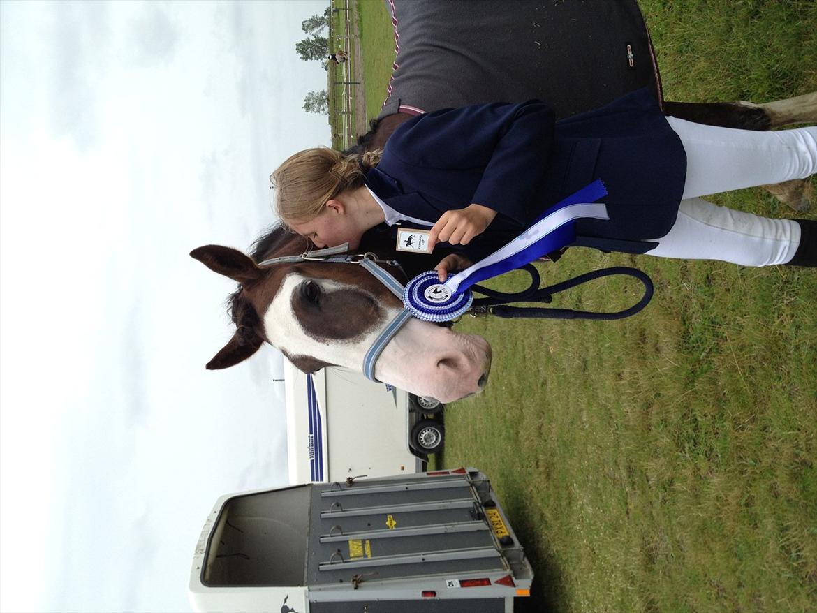 Welsh Cob (sec D) Nebles too much white "altid i mit hjerte! - en 2 plads! <33 billede 13