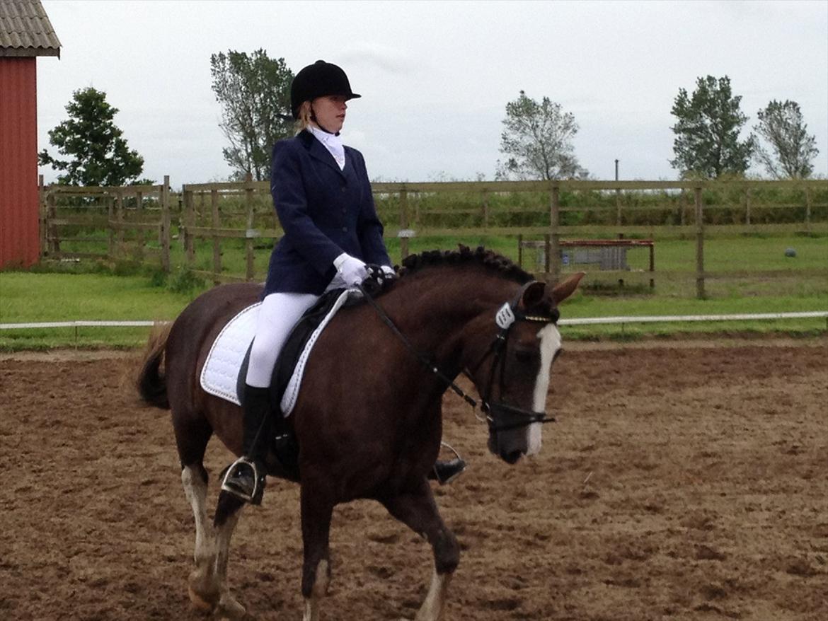 Welsh Cob (sec D) Nebles too much white "altid i mit hjerte! - er man lige god eller hvad? jeg elsker dig! <33 billede 16