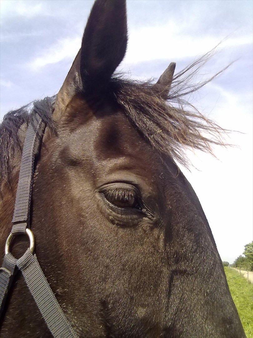 Oldenborg Jazon - På folden! :D billede 2