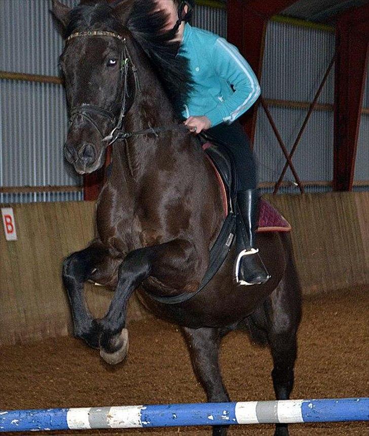 Oldenborg Jazon - FØRSTE SPRING LÆNGE!!!! :D billede 3