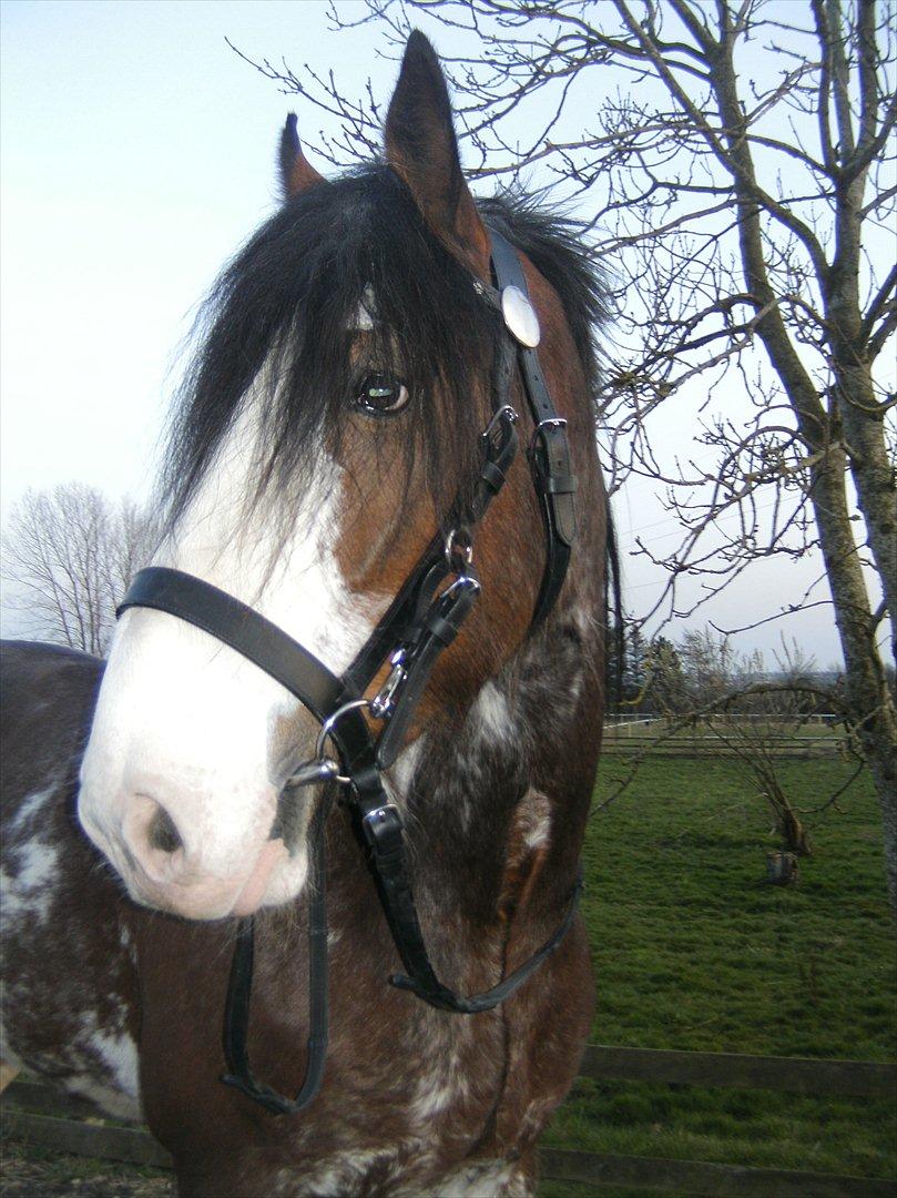 Clydesdale Howgillside Ideal Boy (RIP) billede 10