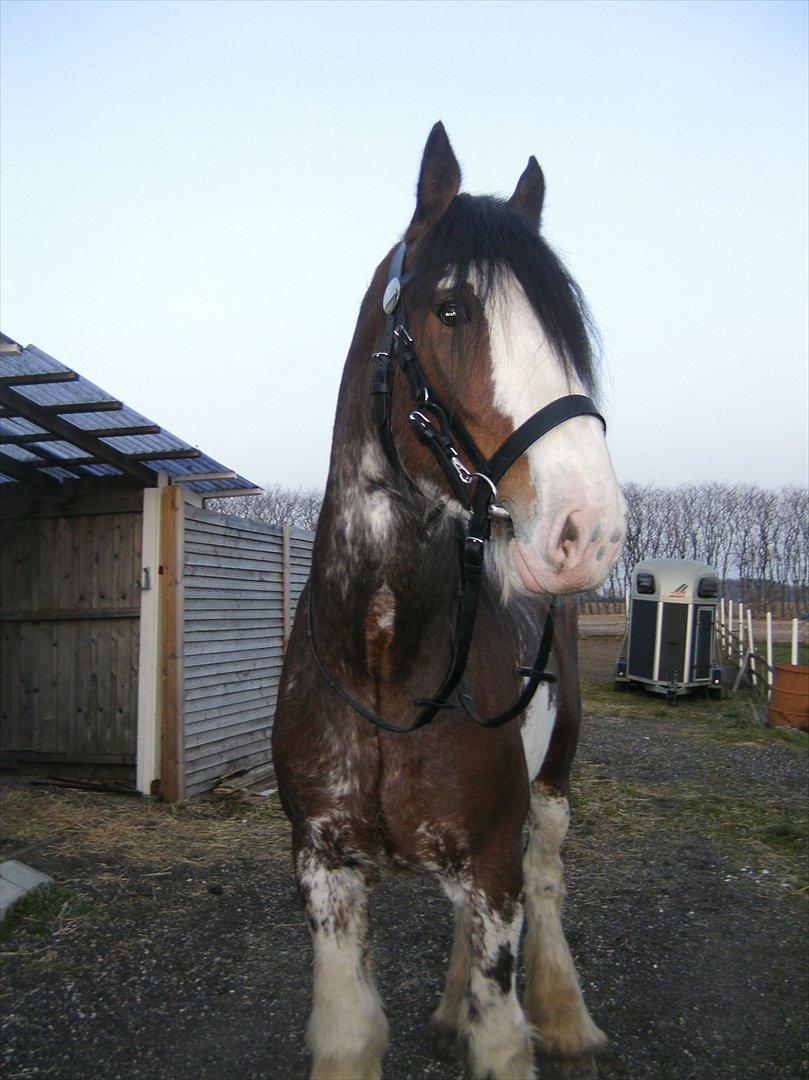 Clydesdale Howgillside Ideal Boy (RIP) billede 12