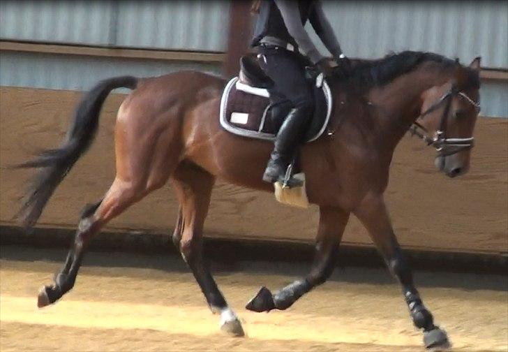 Holstener Cavalier aka. Bruno billede 13