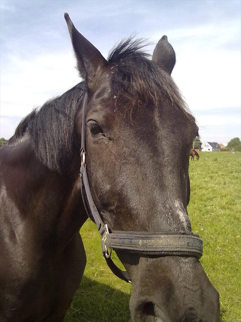 Oldenborg Jazon - Basse er blevet træt! ;) billede 4