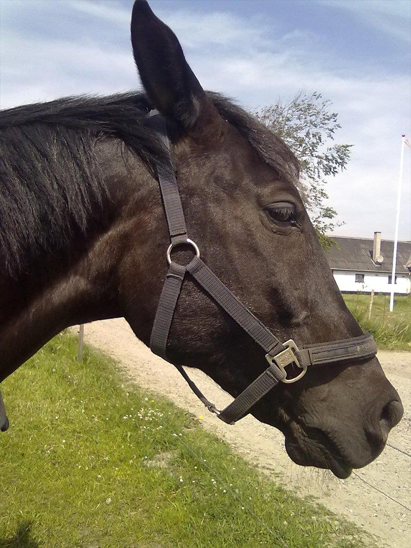 Oldenborg Jazon billede 5