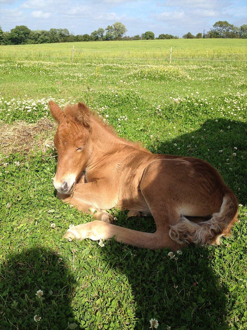 Islænder ? (følbert) billede 1