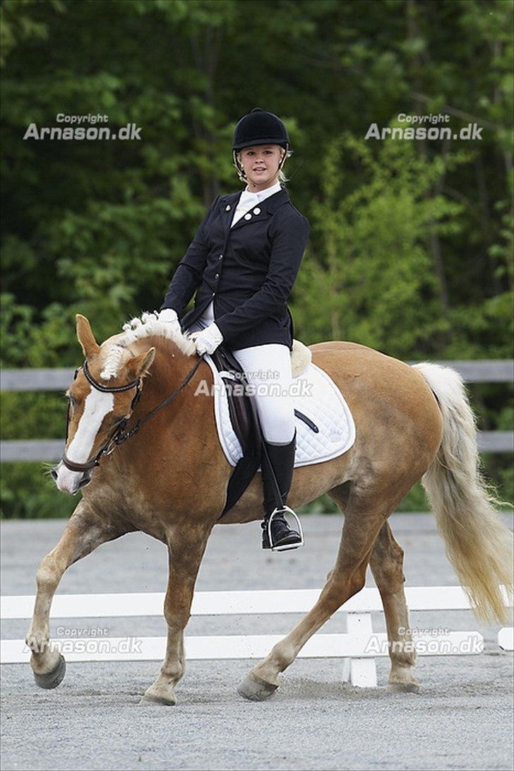 Haflinger Studgårdens Sally<3 *STJERNEN* Savnet :'(<3 - Jeg savner stævnerne med dig sallymus <3 billede 20