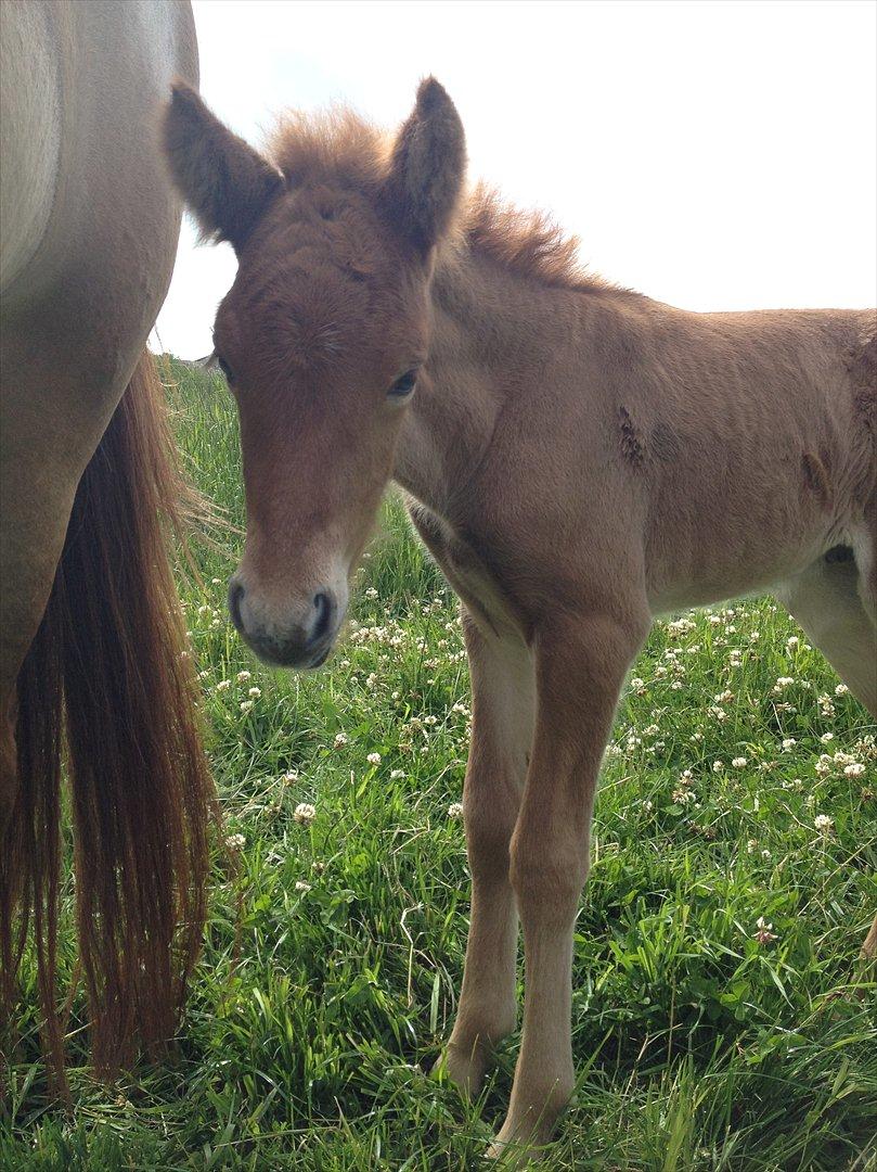 Islænder ? (følbert) billede 2