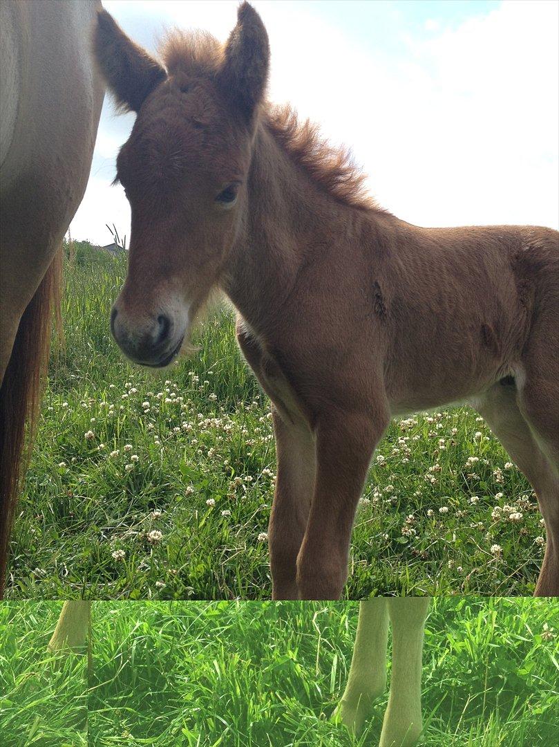 Islænder ? (følbert) billede 3