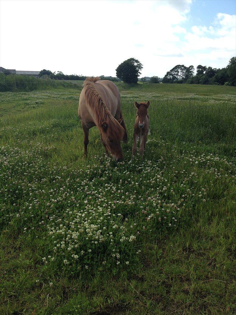 Islænder ? (følbert) billede 4
