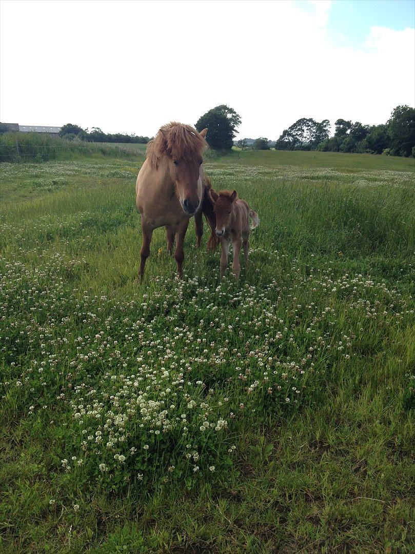 Islænder ? (følbert) billede 5
