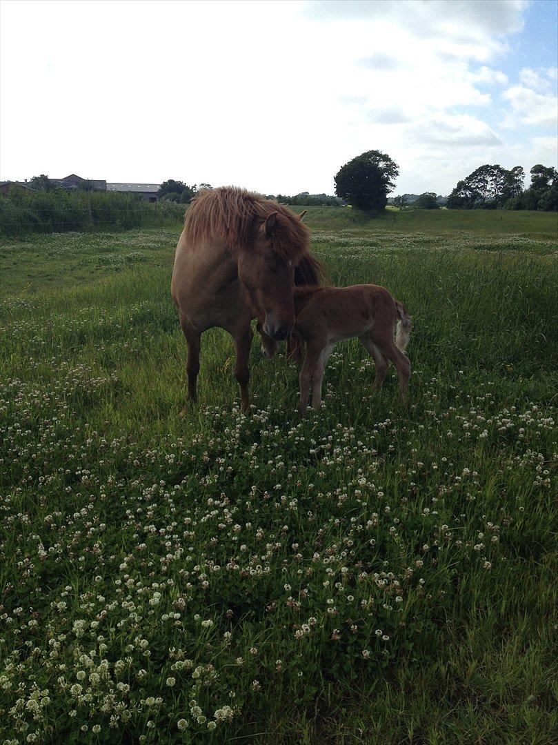 Islænder ? (følbert) billede 6