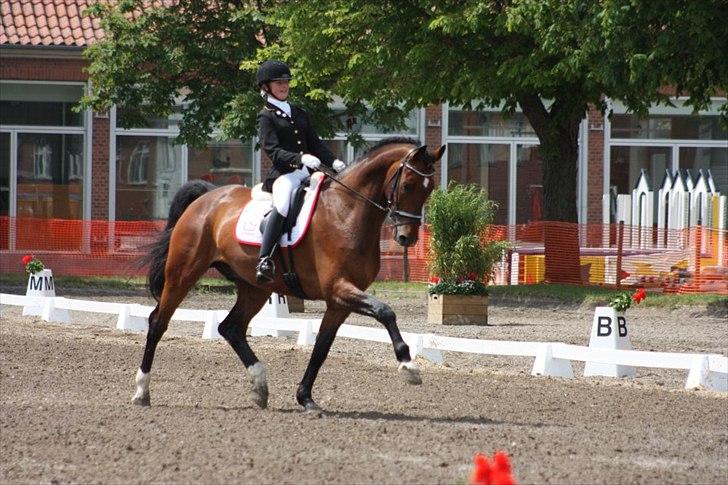 Dansk Varmblod Moresco Essenbæk - Moresco la2 71,034% foto: Mathilde Ditlevsen billede 1