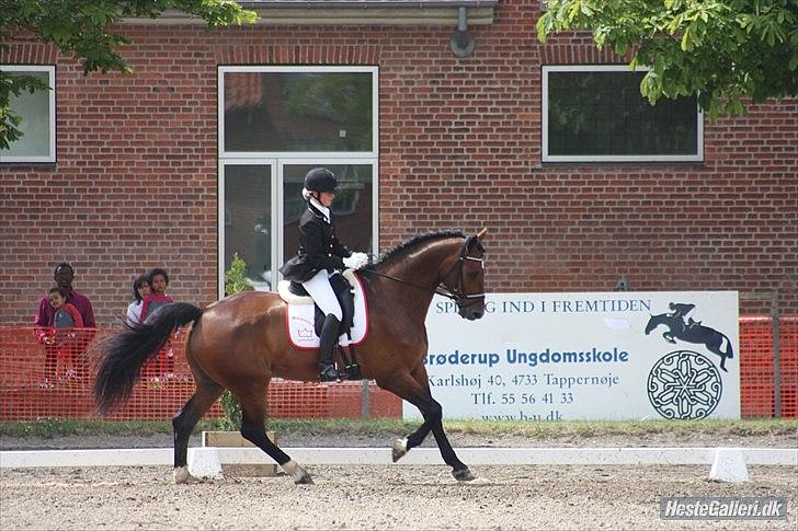 Dansk Varmblod Moresco Essenbæk - foto: Mathilde Ditlevsen billede 13