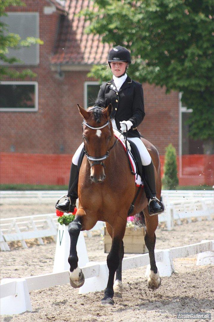 Dansk Varmblod Moresco Essenbæk - foto: Mathilde Ditlevsen billede 7