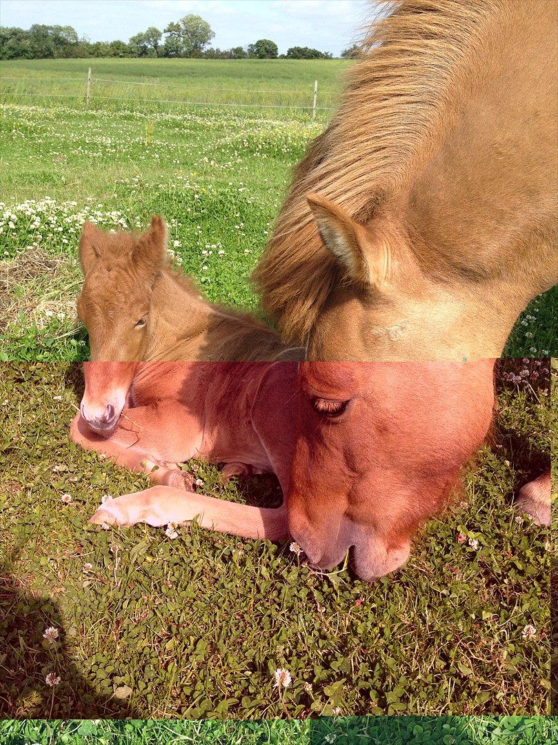 Islænder ? (følbert) billede 7