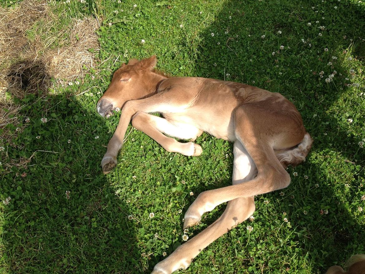 Islænder ? (følbert) billede 8