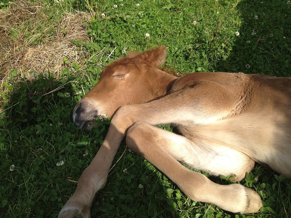 Islænder ? (følbert) billede 9