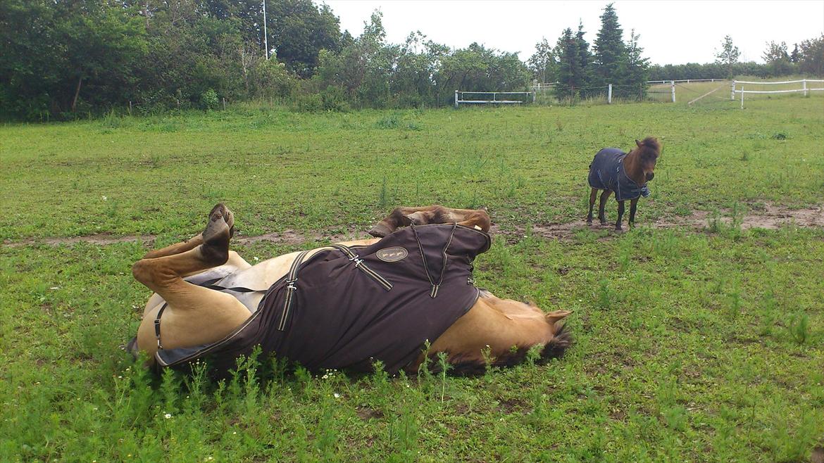 Anden særlig race Golden Guy *AKA Sune* billede 19