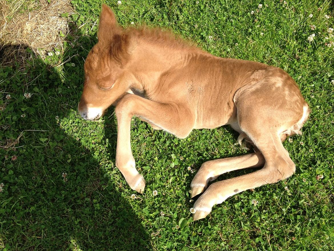 Islænder ? (følbert) billede 10