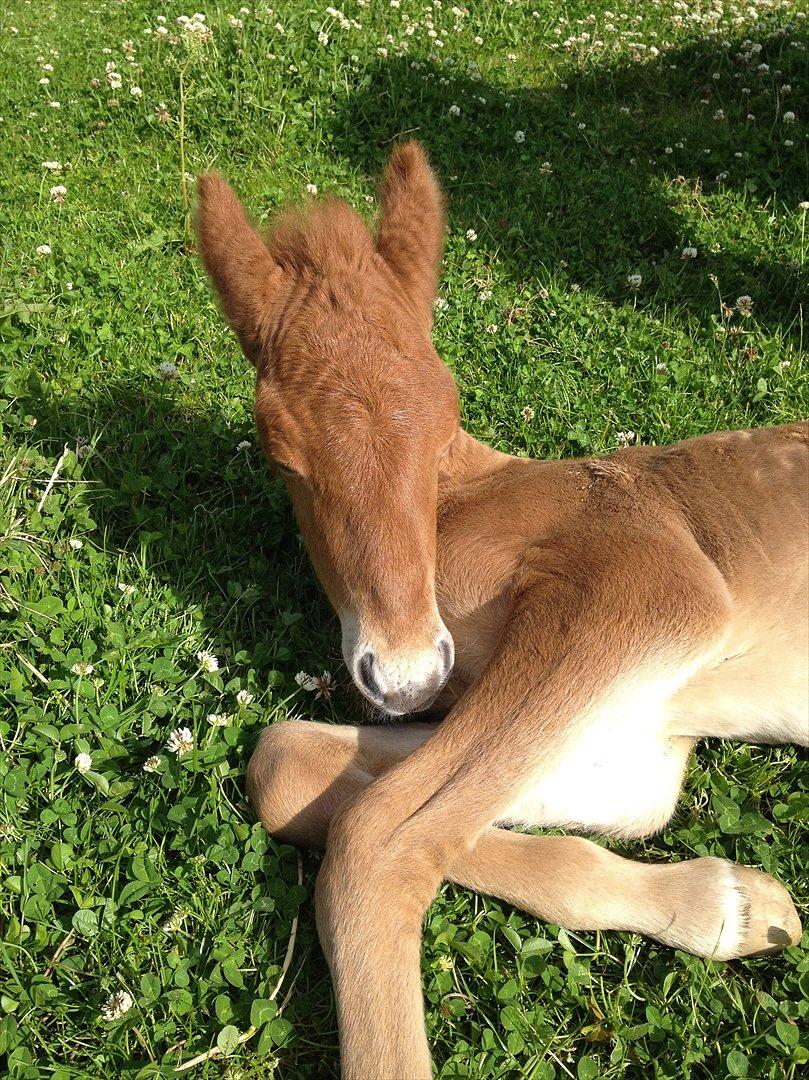 Islænder ? (følbert) billede 11
