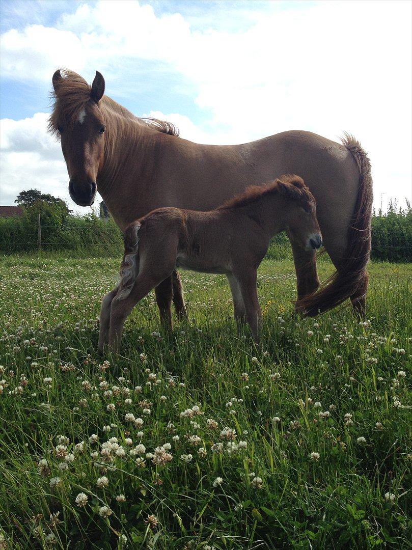 Islænder ? (følbert) billede 12