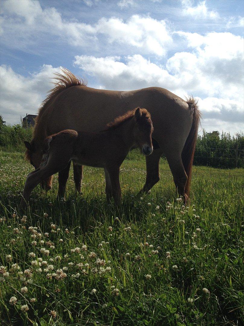 Islænder ? (følbert) billede 13
