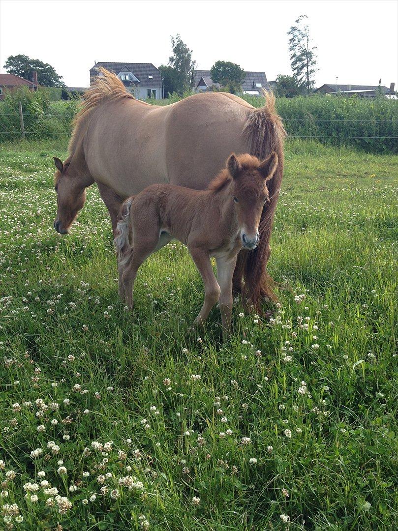 Islænder ? (følbert) billede 15