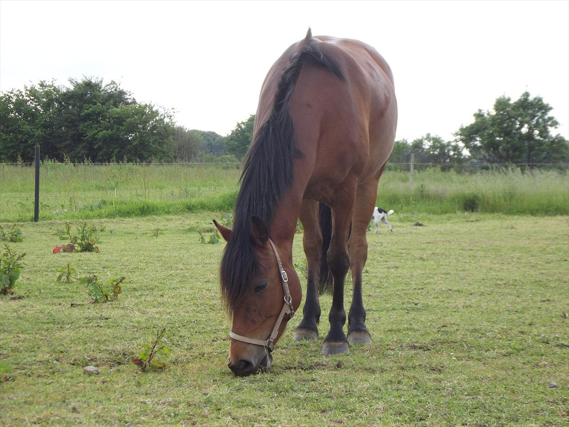 Anden særlig race Lille Luna (låne-pony) billede 6