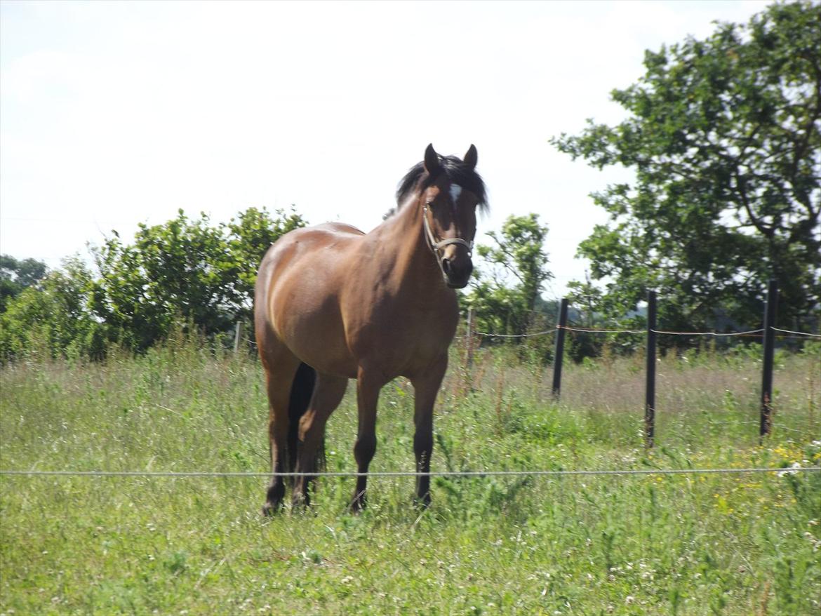 Anden særlig race Lille Luna (låne-pony) billede 10