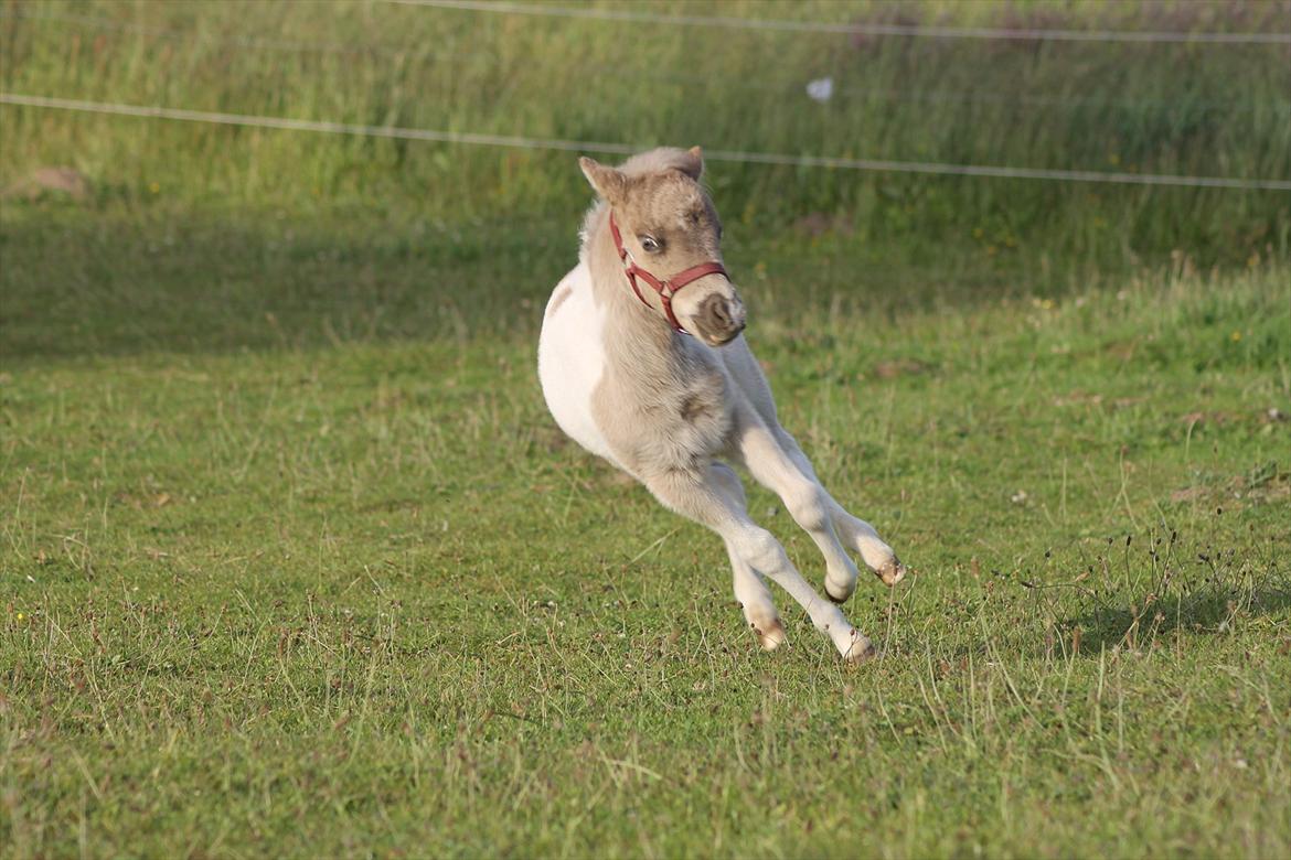 Belgisk Miniature MHS Ultra Denique Showgirl - Yihaa hun er en lille vildbasse ;-) Foto taget af Martina Calliston. billede 14